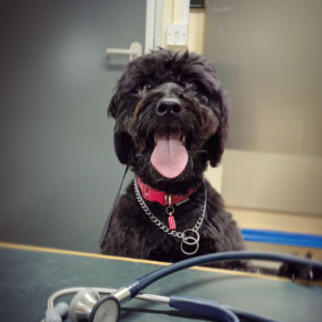 A black dog with its front paws up on the consulting table