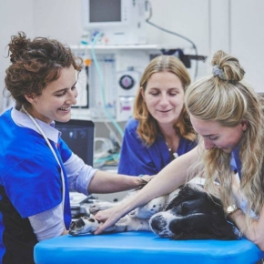 Three cardiology professionals looking after a dog on a vet table